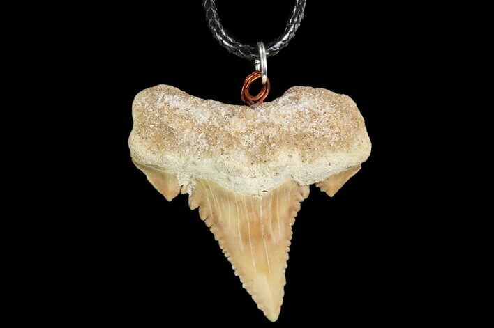 Fossil Shark (Palaeocarcharodon) Tooth Necklace -Morocco #110019